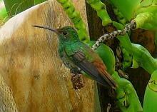 Rufous-tailed Hummingbird